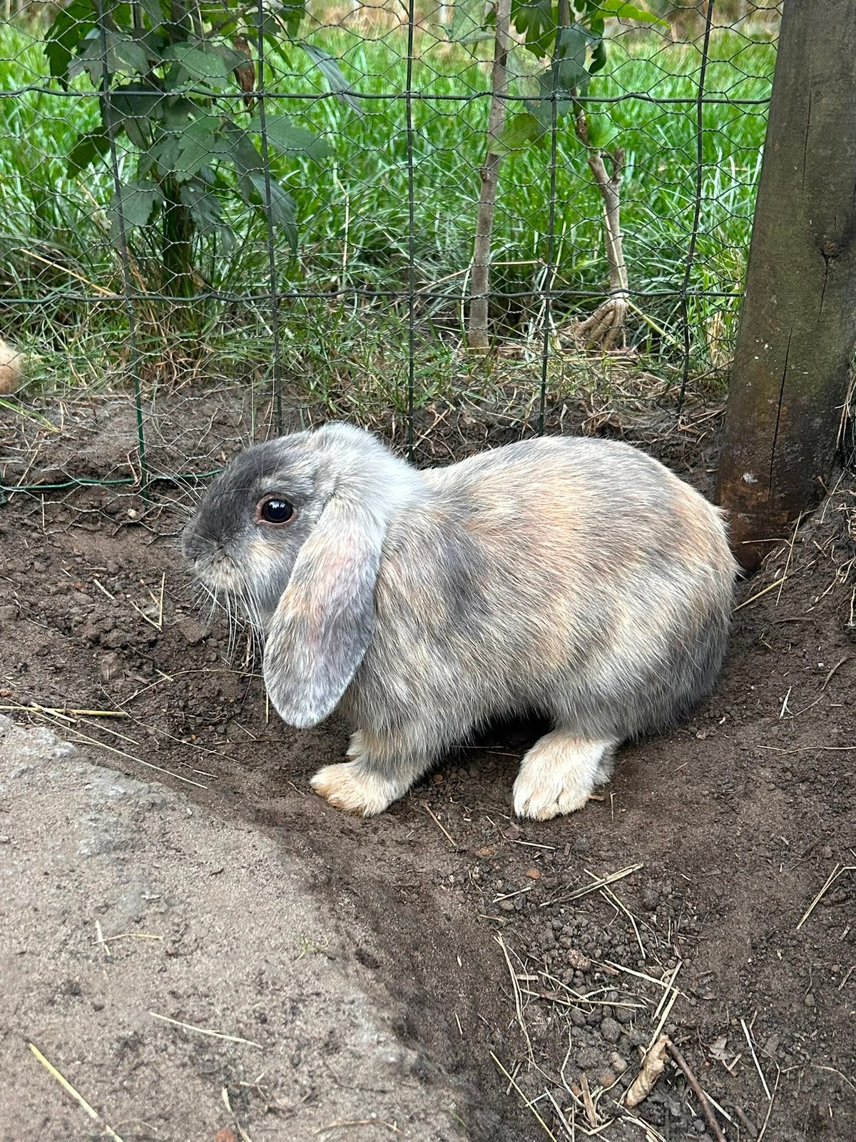 Gratis dwerg hangoor Rammelaar, Dieren en Toebehoren