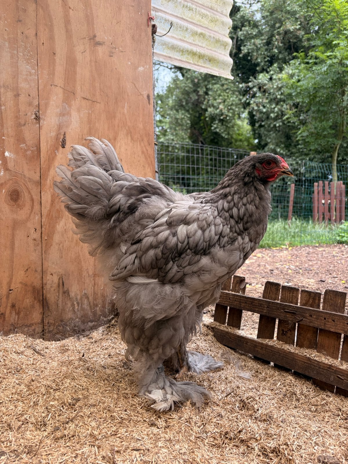 Brahma groothoender haan blauw, Dieren en Toebehoren, Pluimvee, Mannelijk, Kip