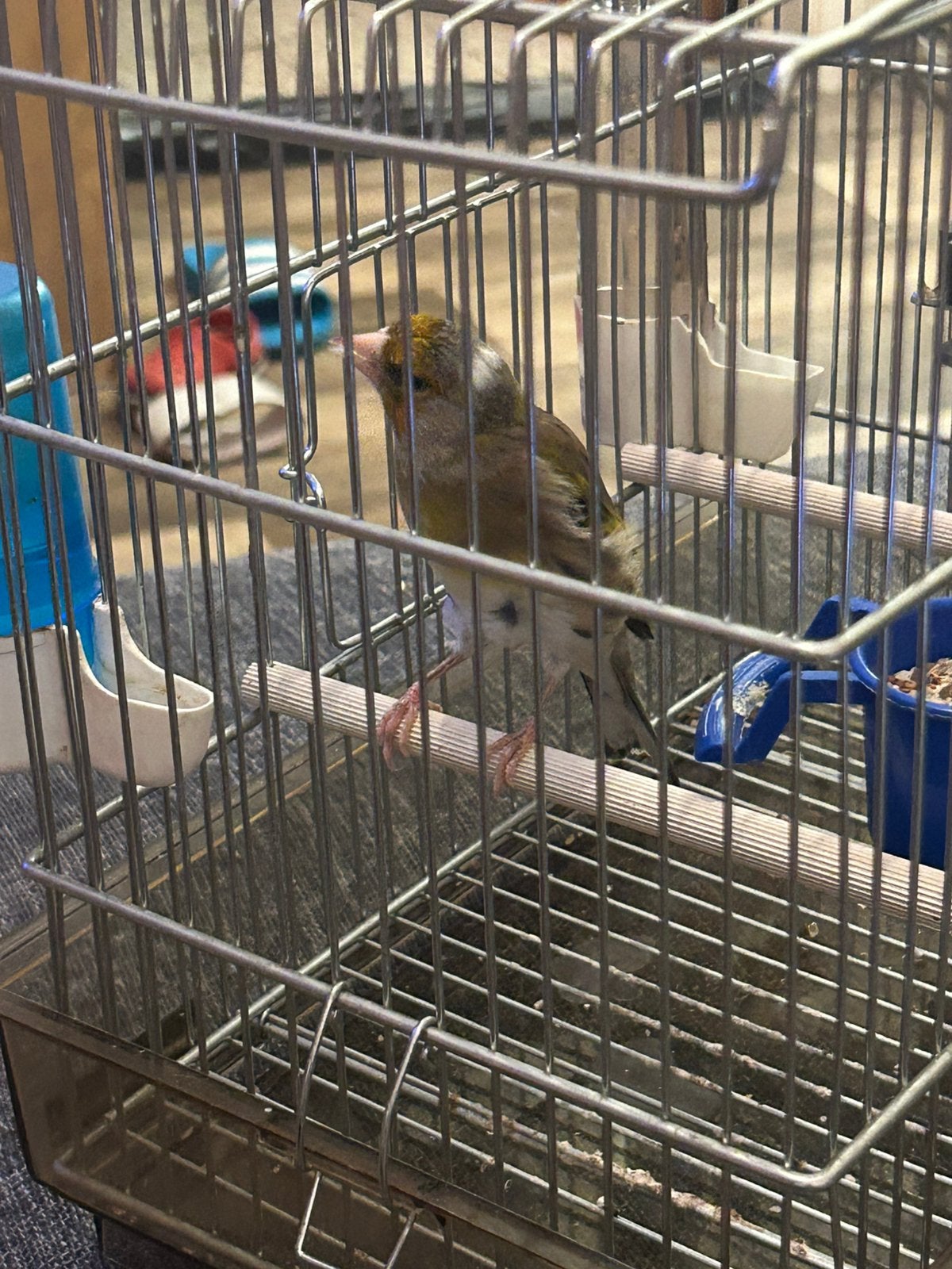 Bonte zeebarbeel zingende distelvink, Dieren en Toebehoren, Mannelijk, Tropenvogel, Tam
