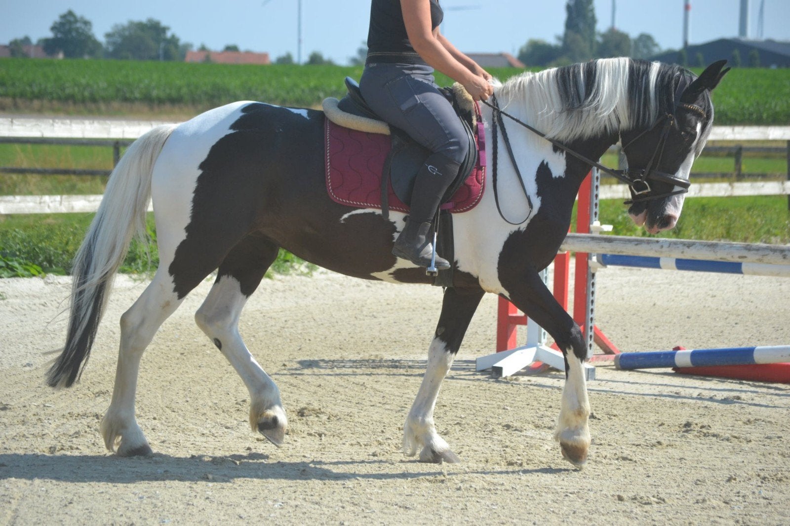 Zeer mooie bonte merrie, Animaux & Accessoires, Chevaux, Jument