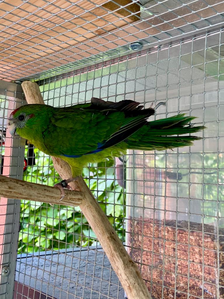 Kakariki man, Dieren en Toebehoren, Vogels | Parkieten en Papegaaien, Mannelijk, Geringd