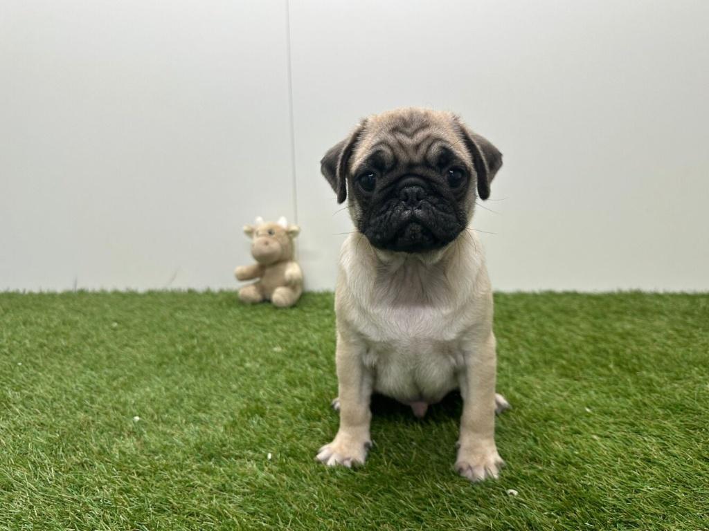 Mopshond pups, Dieren en Toebehoren, Honden | Chihuahua's en Gezelschapshonden, België, Overige rassen, 8 tot 15 weken, Parvo