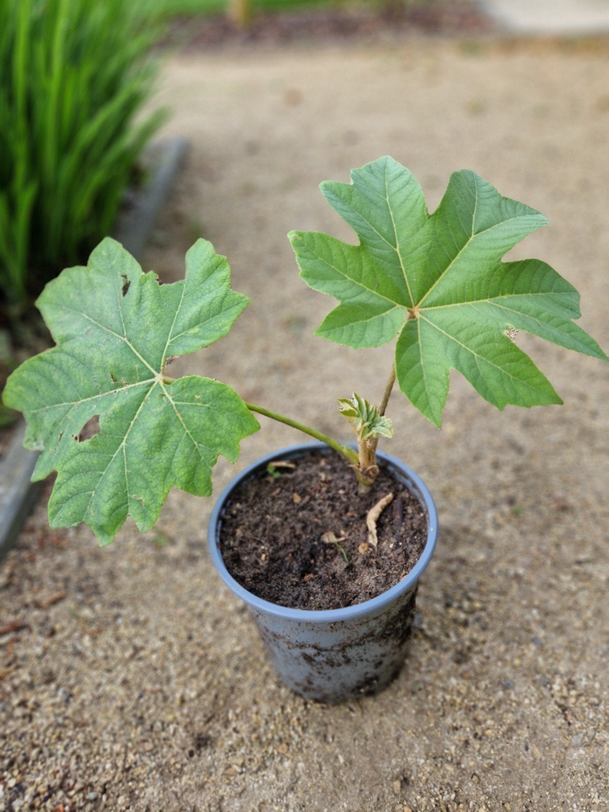 Tetrapanax papyrifera, Ophalen, Winter