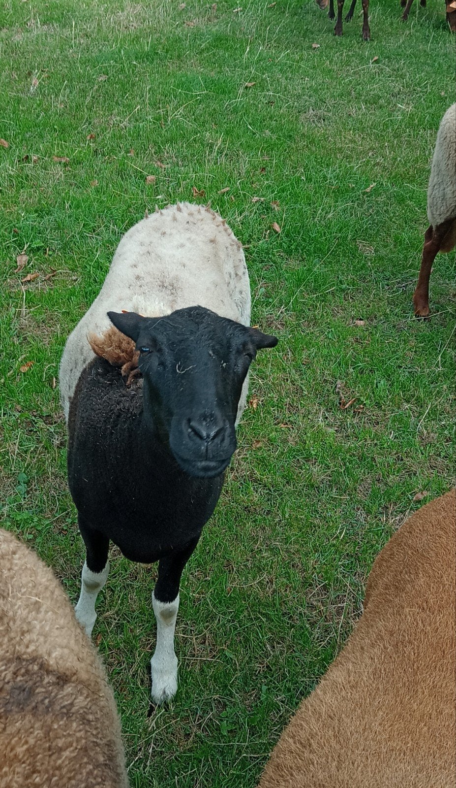 Mooie jaarling ooi, geboren juli 2025, Vrouwelijk, Schaap, 0 tot 2 jaar