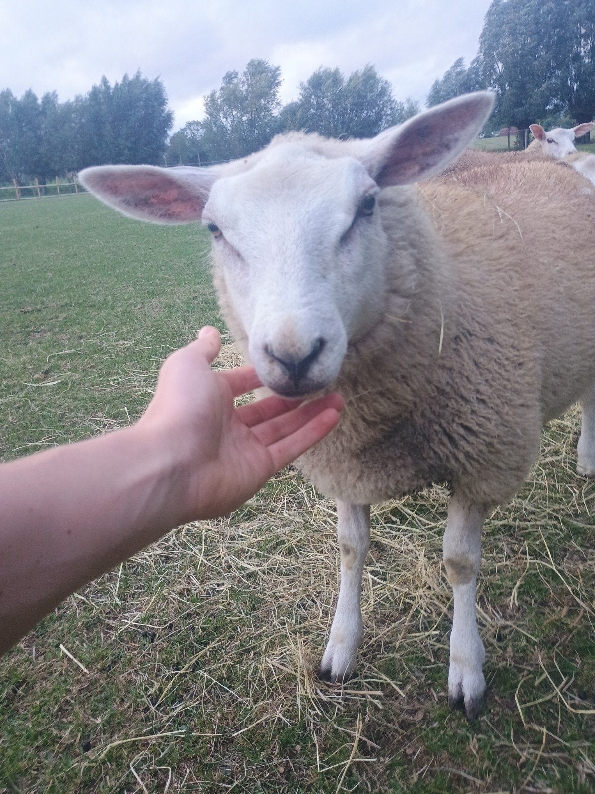 Handtamme ooien en rammen te koop, Dieren en Toebehoren, Meerdere dieren, Schaap, 0 tot 2 jaar