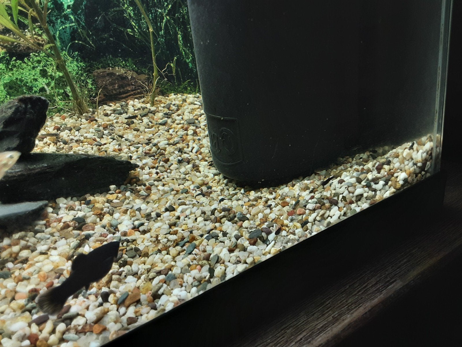 jonge black molly, Vis, Zoetwatervis