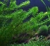 Waterpest, zuurstofplanten voor vijver, Enlèvement