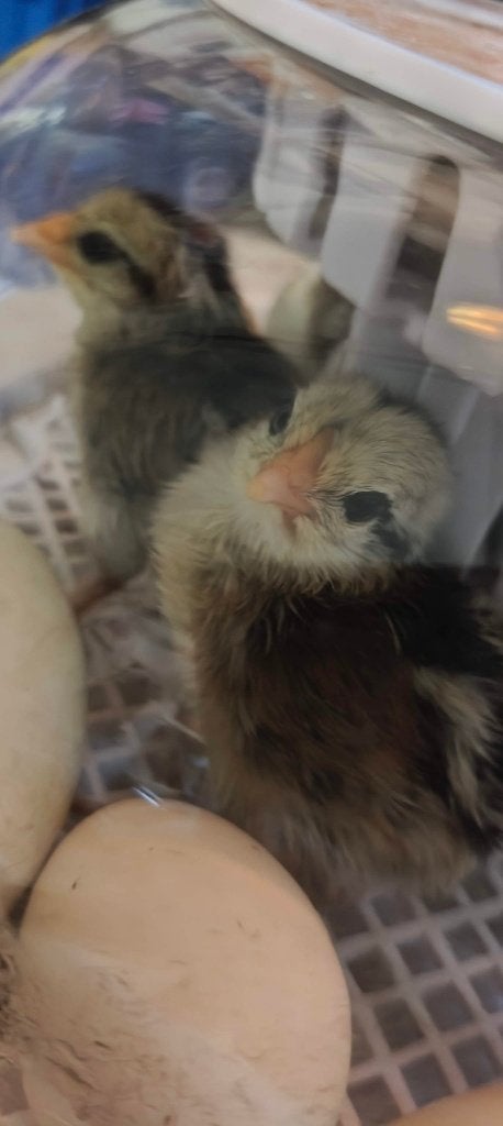 Kuikens Phoenix Kip Zilverpatrijs, Dieren en Toebehoren, Pluimvee, Geslacht onbekend, Kip