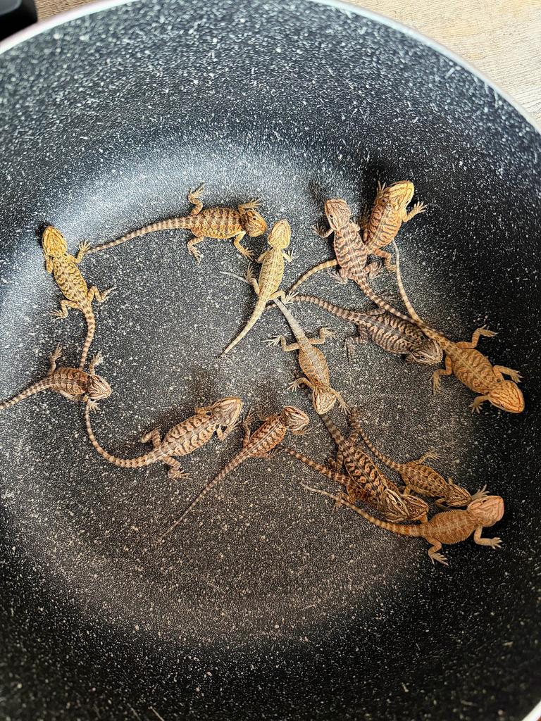 Pogona juvénile, Dieren en Toebehoren, Ophalen