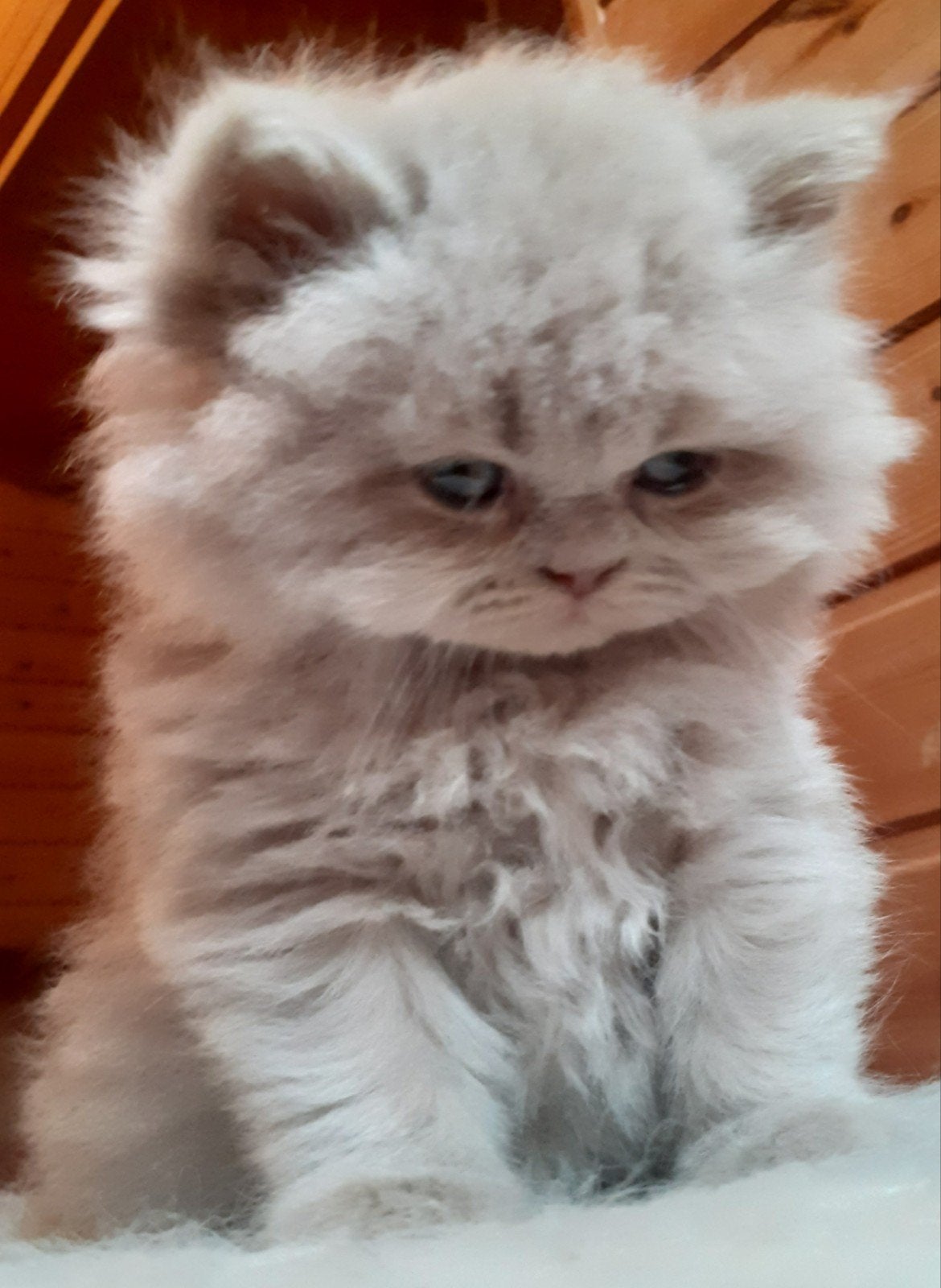Brits korthaar kitten., Poes, Ontwormd, 0 tot 2 jaar
