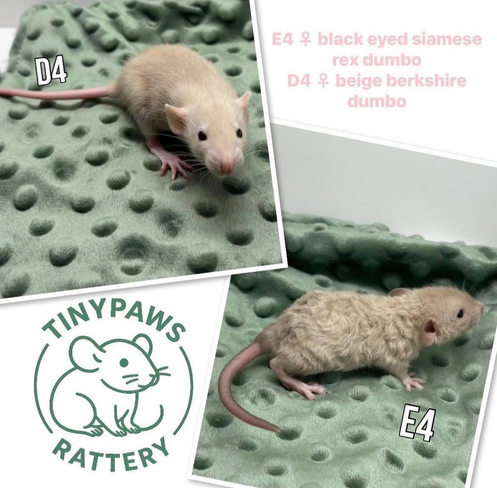 Tamme standaard ratten en dwergratten, Dieren en Toebehoren, Rat, Maart, Meerdere dieren, Tam