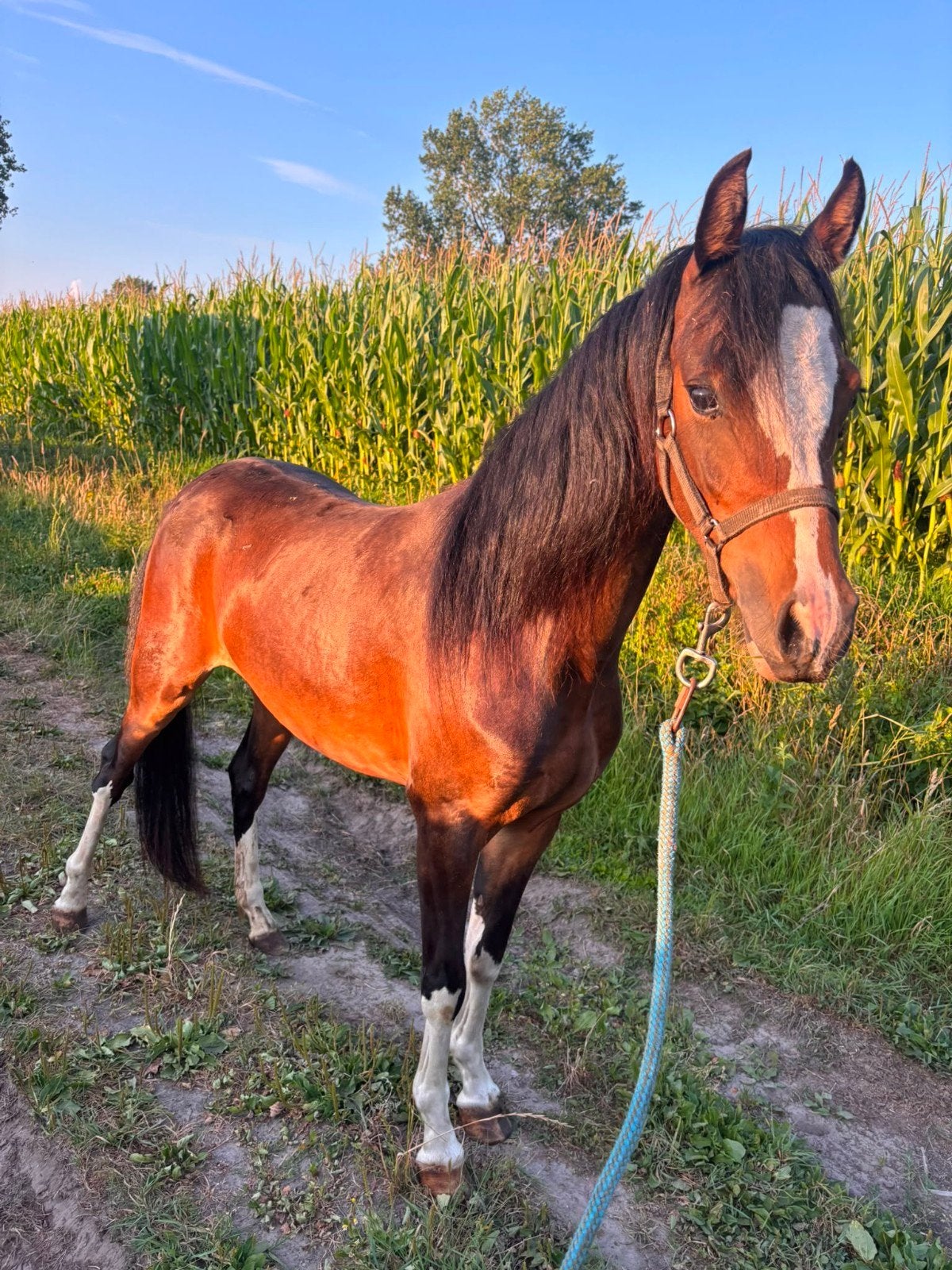 welsh pony, Jument