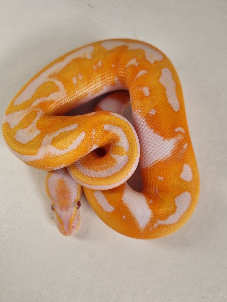 1.0 black head dreamsicle koningspython Ball Python photo 3