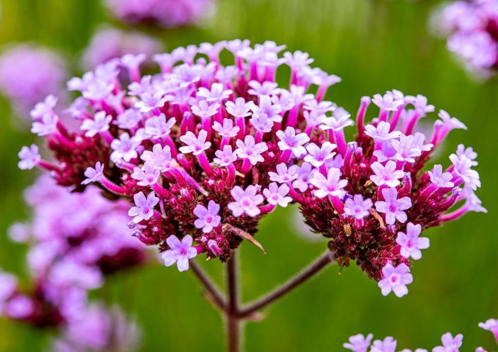 30 zaden Verbena bonariensis - Ijzerhard, Tuin en Terras, Bloembollen en Zaden, Zaad, Verzenden