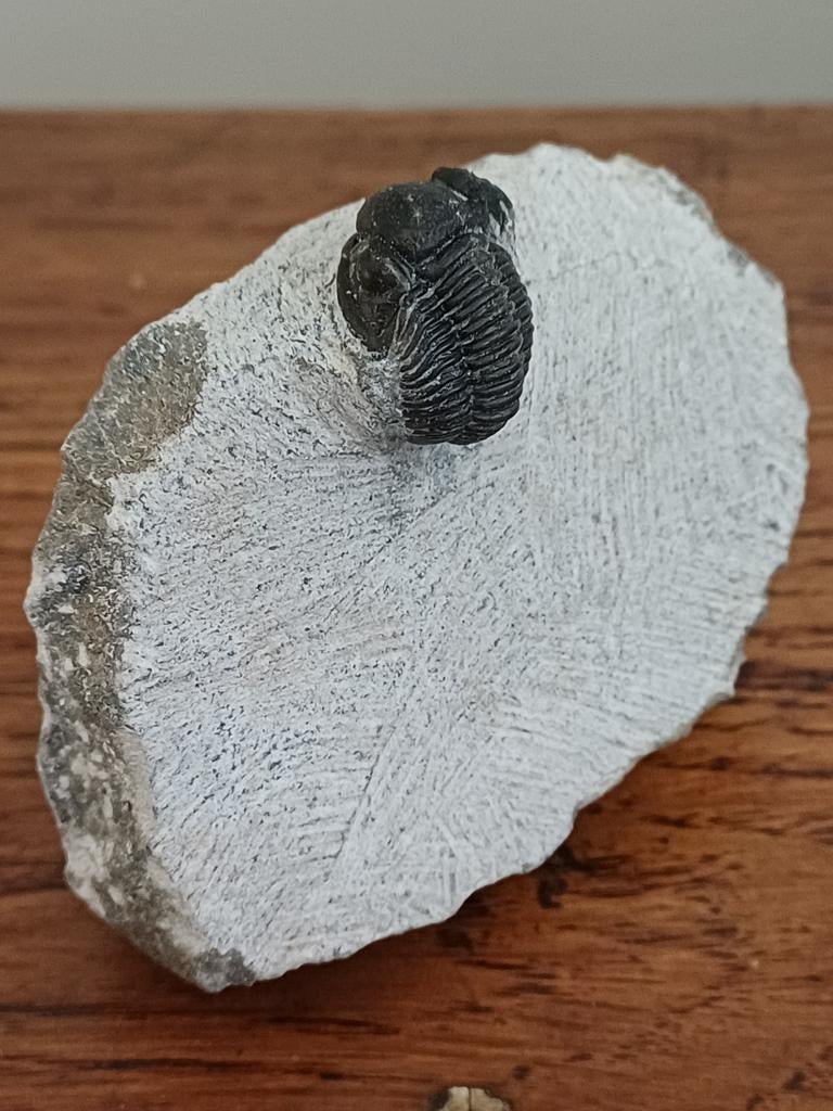 Trilobites sur la roche mère - Proetus - petits mais fins !, Enlèvement ou Envoi, Fossile