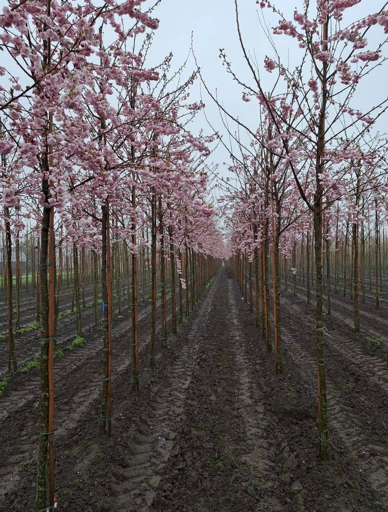 Sierkersen bomen in soorten en maten, Tuin en Terras, Planten | Bomen, Herfst, Ophalen of Verzenden