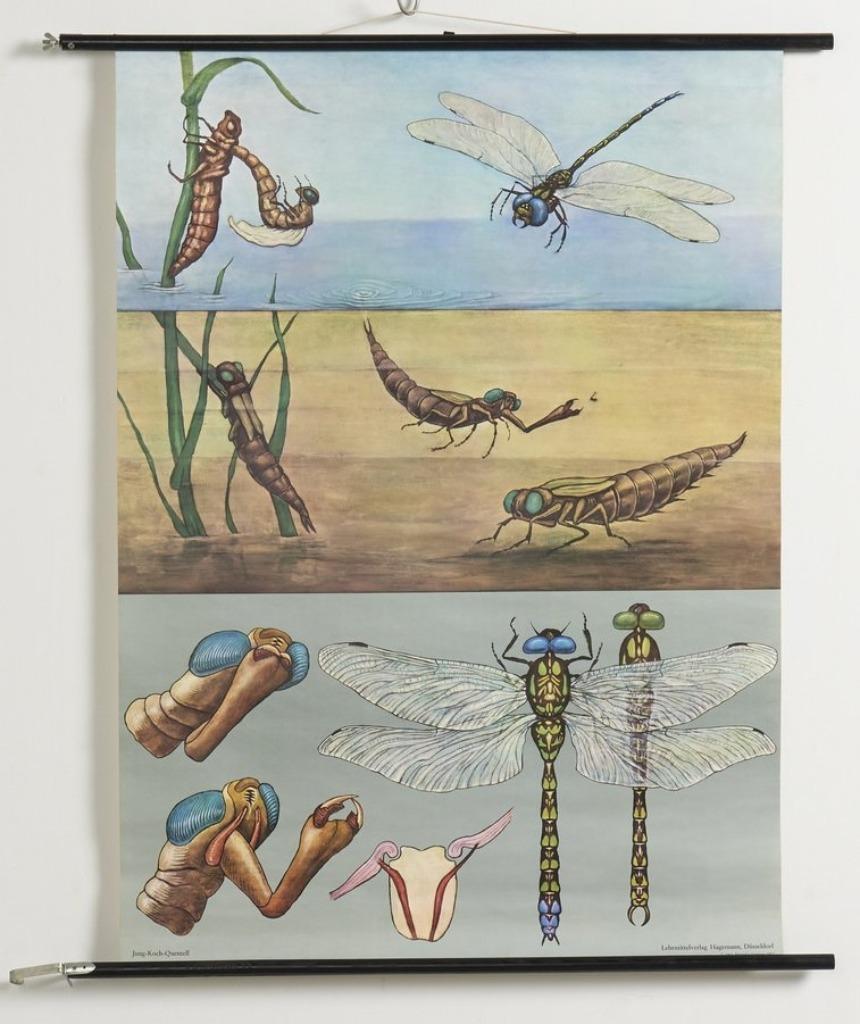 Oude schoolplaat van libelle, Antiek en Kunst, Ophalen of Verzenden, Natuur en Biologie