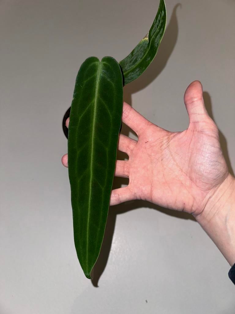 Anthurium Warocqueanum, Huis en Inrichting, Kamerplanten, Ophalen
