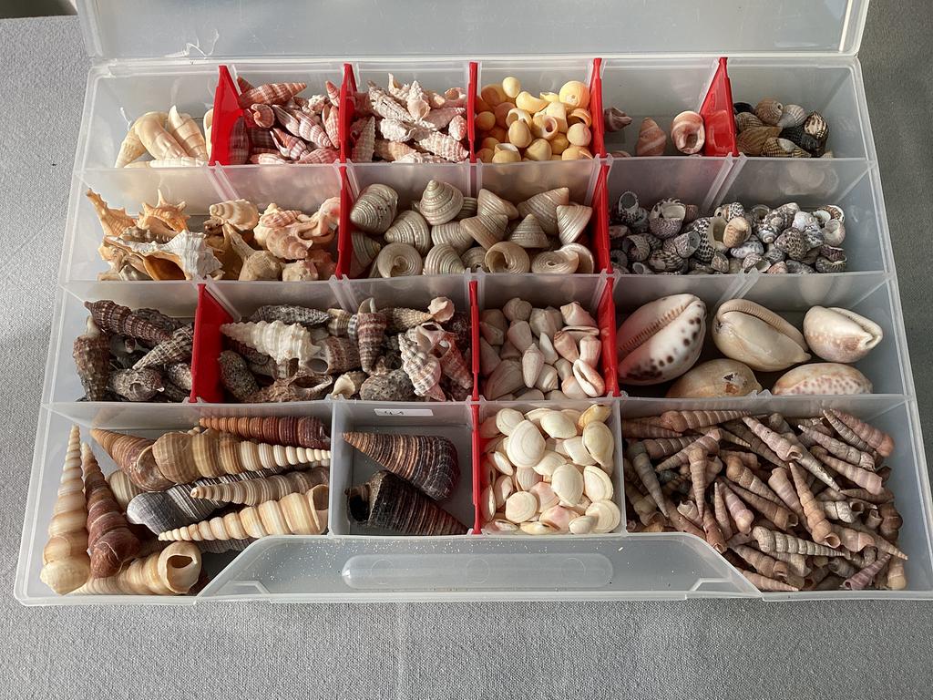 Verzameling schelpen, Ophalen of Verzenden, Zo goed als nieuw