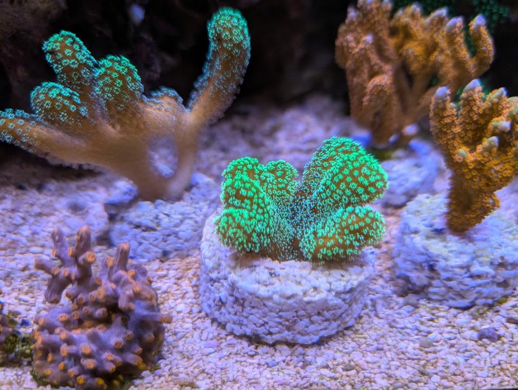 Koraal stekken (Euphyllia, Cyphastrea, Stylophora, ...), Zoutwatervis