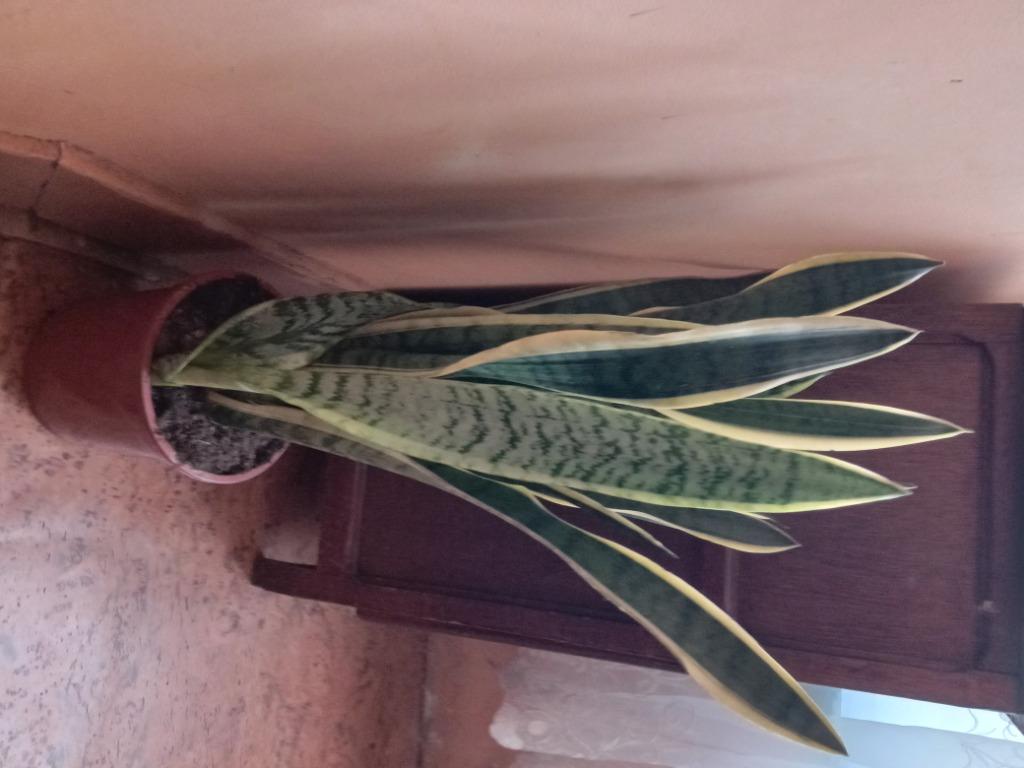 Sansevieria, Enlèvement, En pot