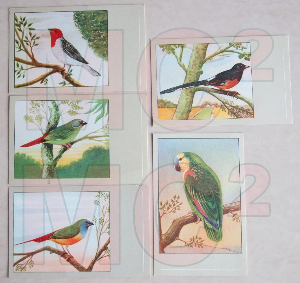 Prenten met VOGELS, Verzamelen, Foto's en Prenten, Prent, Verzenden
