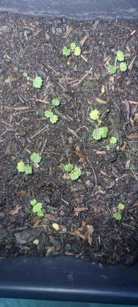 🍓 Fraisiers productifs (déjà enracinés), Jardin & Terrasse, Plantes | Jardin, Enlèvement ou Envoi, Hiver