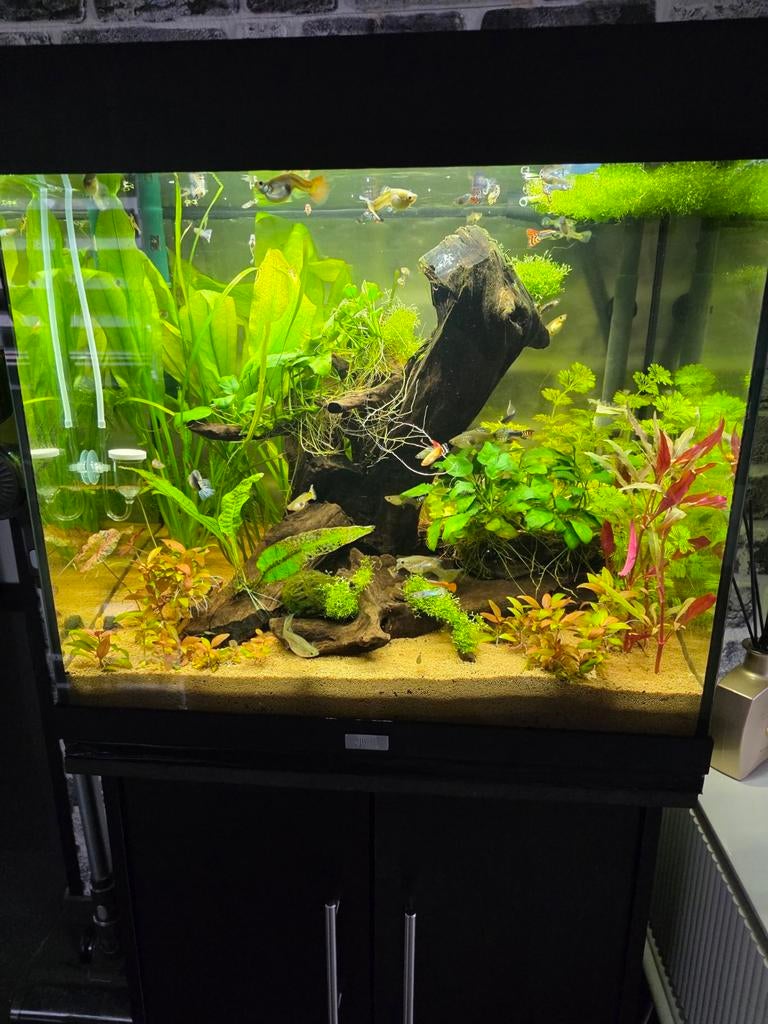 Aquarium Juwel rio 120 60x40x130(lxbxh), Ophalen