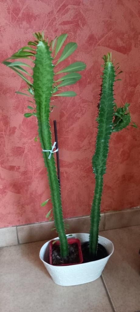 Euphorbia Trigona - Cactus africain d'arbre à lait, Enlèvement ou Envoi, Cactus
