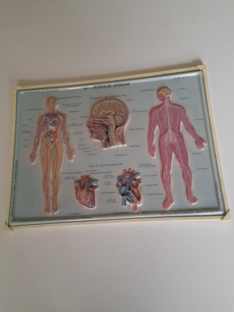 Wetenschappelijke reliëfplaat 2 Het menselijk lichaam, Antiek en Kunst, Antiek | Schoolplaten, Ophalen of Verzenden