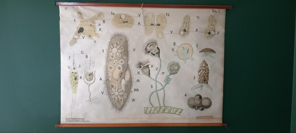 Ancienne affiche scolaire biologique "Unicellulaires", Enlèvement ou Envoi