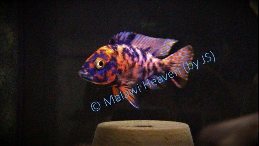 Aulonocara Red Berry malawi cichliden, Dieren en Toebehoren, Vis, Zoetwatervis, Schoolvis