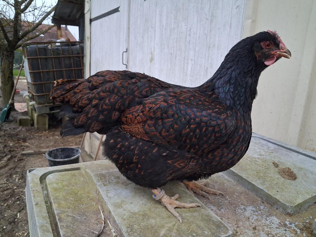 Barnevelder bevruchte kippeneieren, Dieren en Toebehoren, Pluimvee, Kip