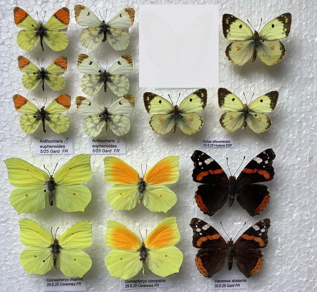 Europese vlinders, 5€/specimen, Verzamelen, Ophalen of Verzenden, Zo goed als nieuw