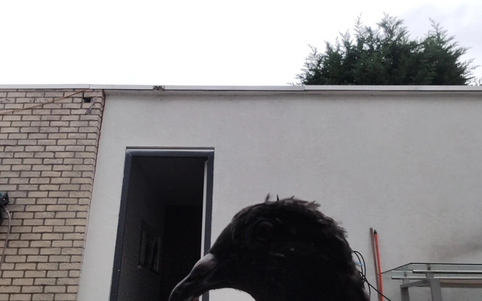duif te koop een post die al een anders huis wilt, Ophalen of Verzenden