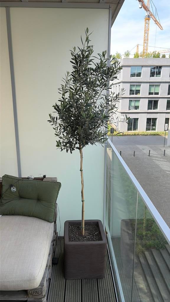 Olijfboom met pot, Tuin en Terras, Ophalen of Verzenden, Olijfboom