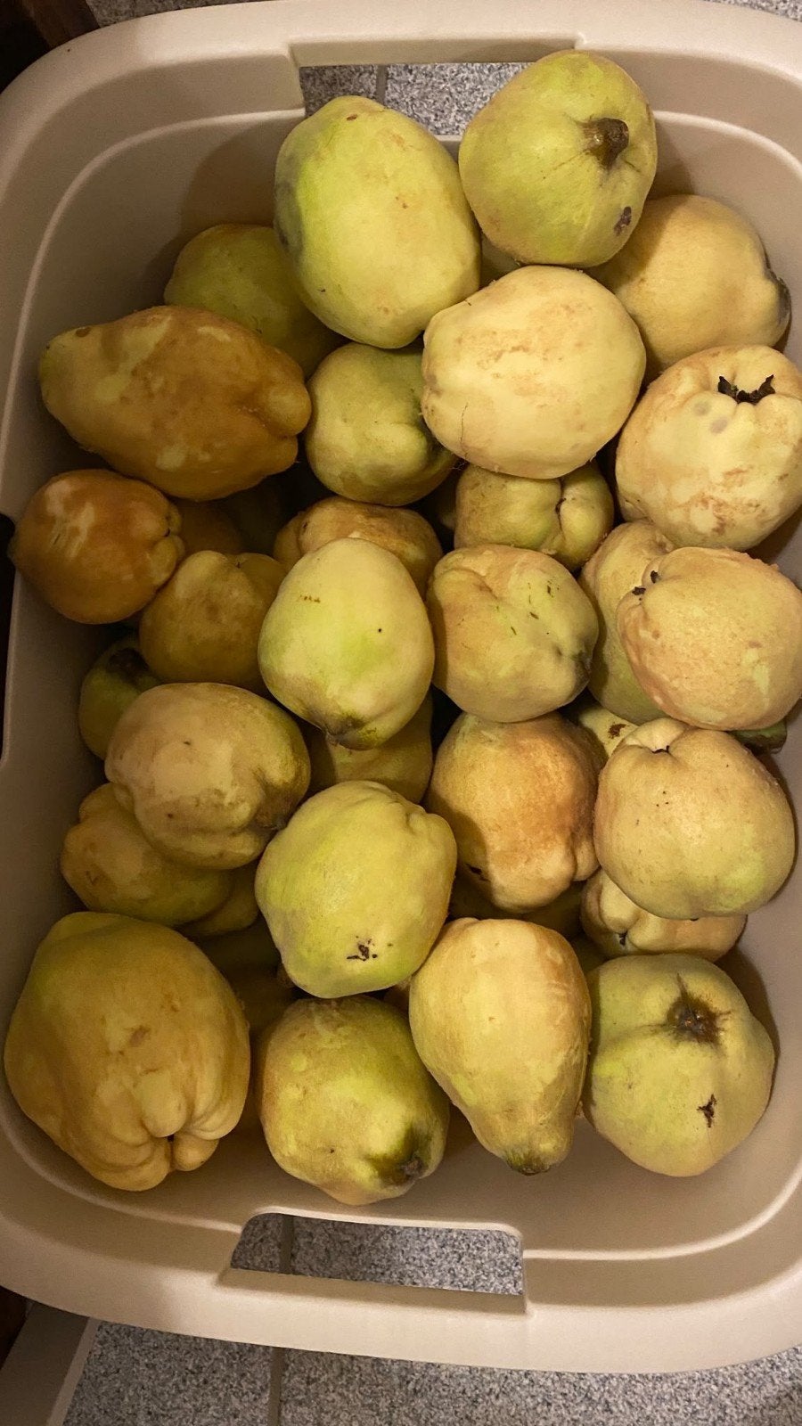 Kweeperen uit eigen tuin, €1/kg, Ophalen