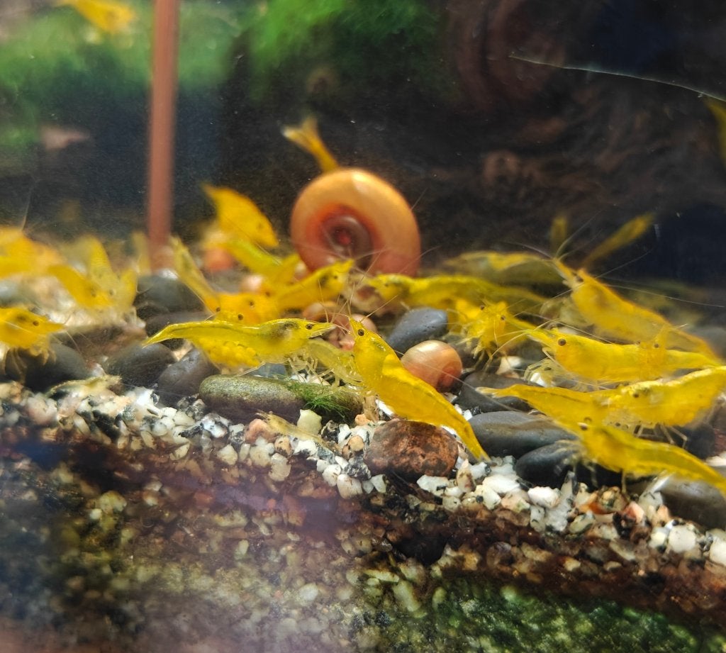 Neocaridina geel (citroengarnalen), Homard, Crabe ou Crevette, Poisson d'eau douce