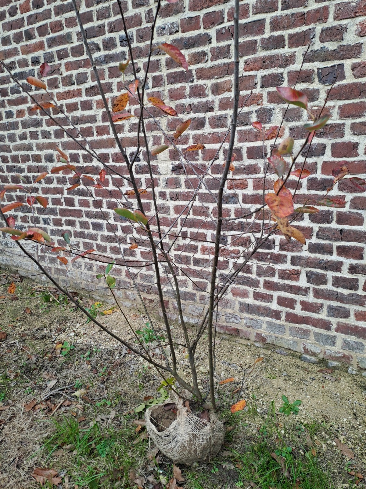 Amelanchier krentenboompje, Tuin en Terras, Ophalen
