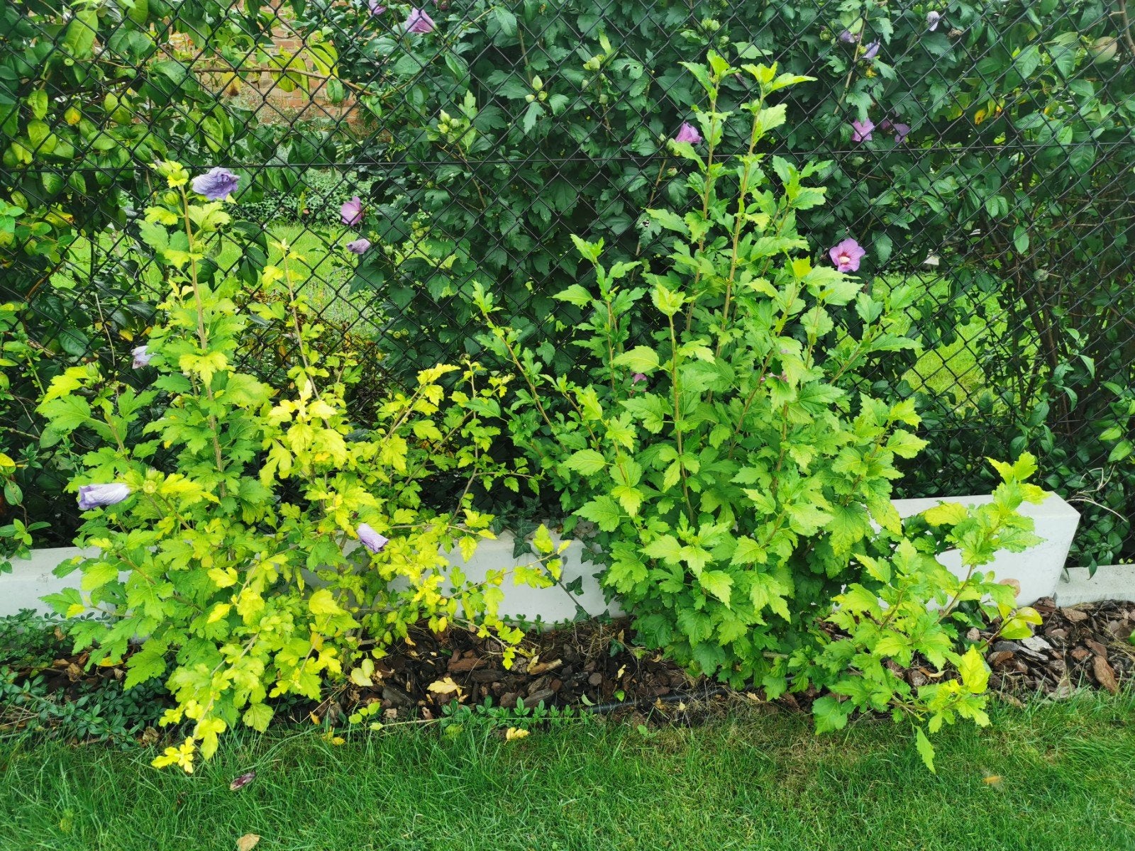 Hibiscus struiken paars en wit, Jardin & Terrasse, Plantes | Arbustes & Haies, Enlèvement