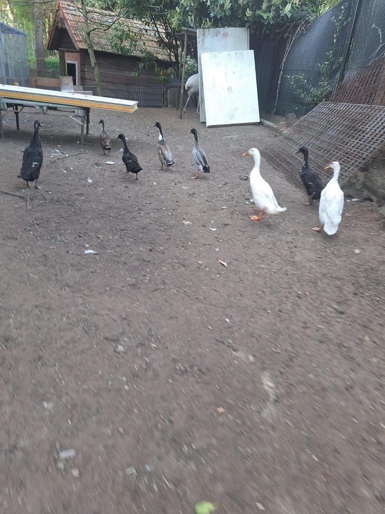 Loopeenden, Animaux & Accessoires, Volatiles, Plusieurs animaux, Canard