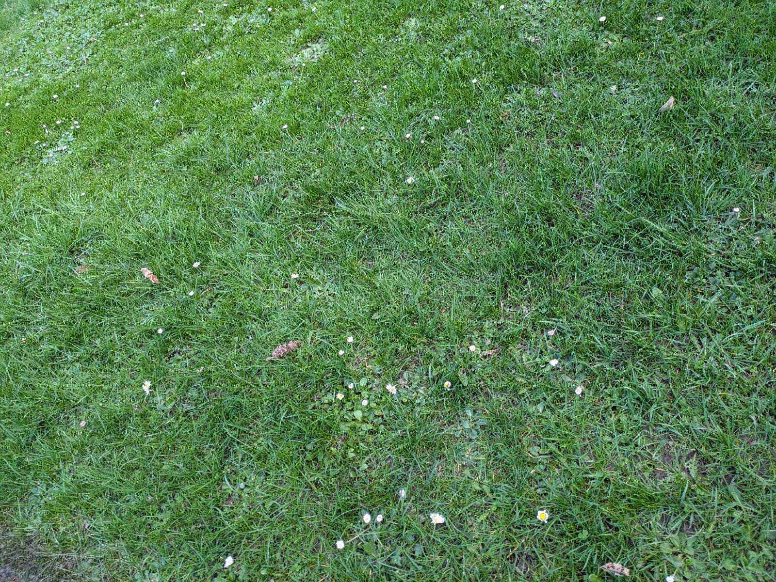 Terre de jardin pelouse à donner, Enlèvement