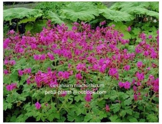 Geranium,ooievaarsbek, Jardin & Terrasse, Printemps, Plein soleil, Couvre-sol, Enlèvement