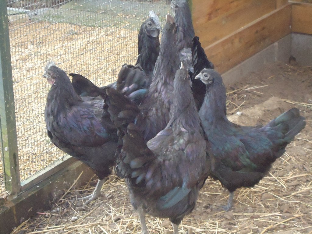Kippen : Ayam Cemani, Dieren en Toebehoren, Pluimvee, Meerdere dieren, Kip