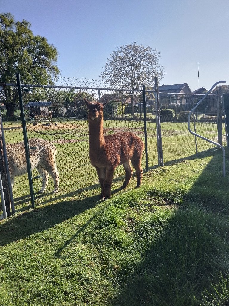 Alpaca te koop, Dieren en Toebehoren, Juli, Mannelijk