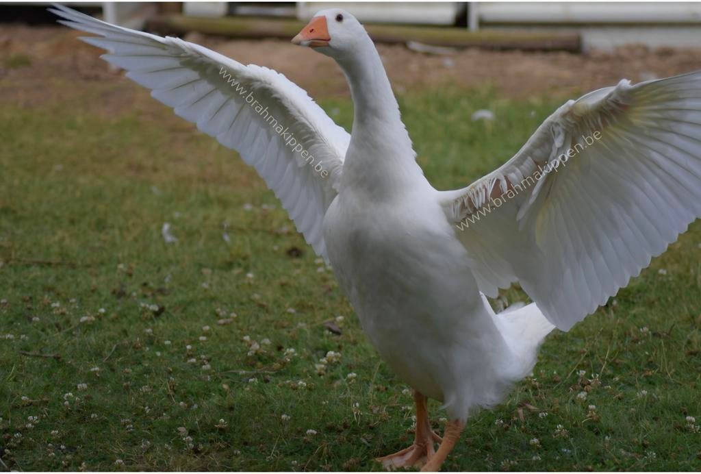 Ganzeneieren broedeieren, Geslacht onbekend, Gans of Zwaan