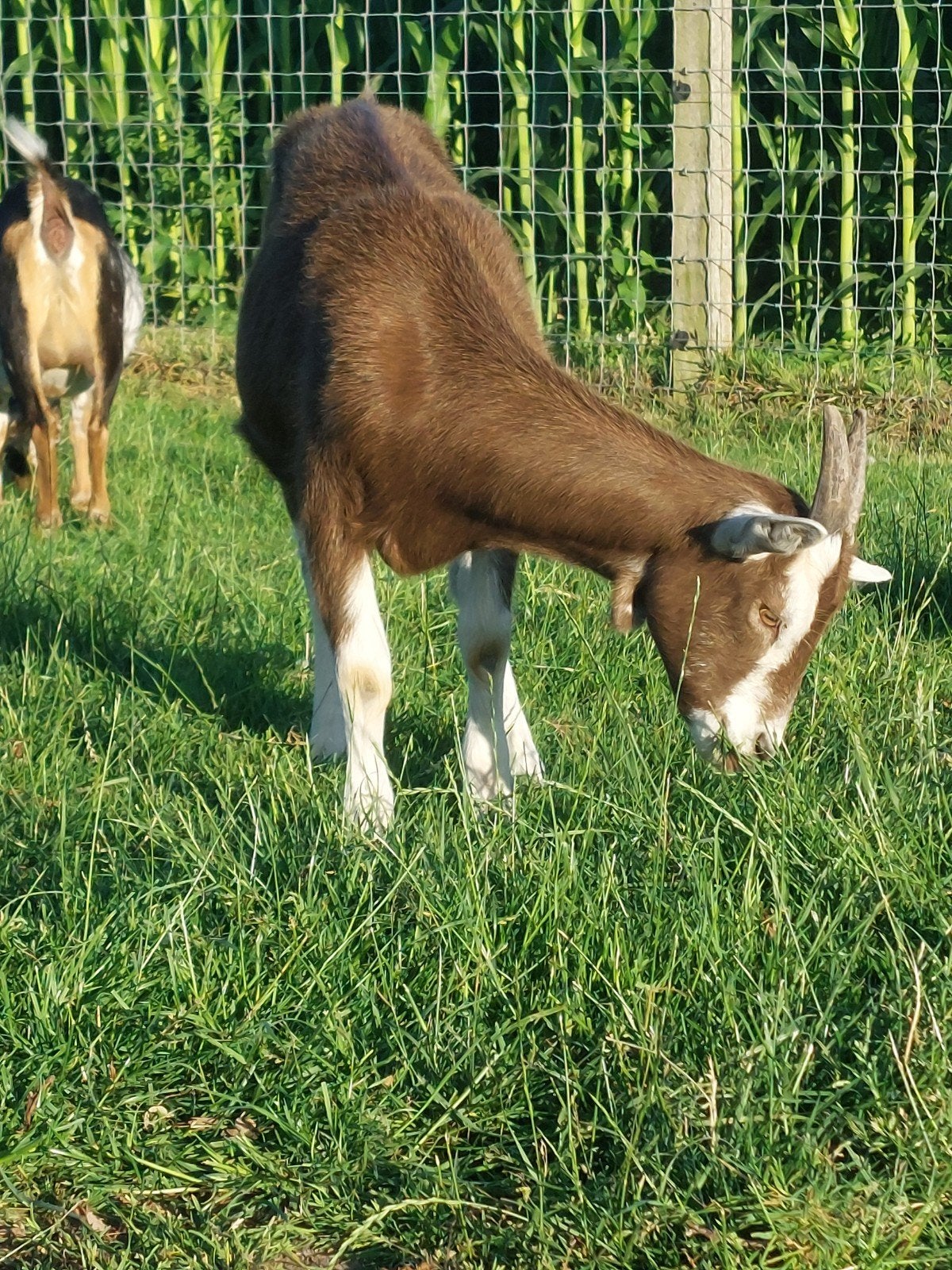 Toggenburger ooi, Dieren en Toebehoren, Schapen, Geiten en Varkens