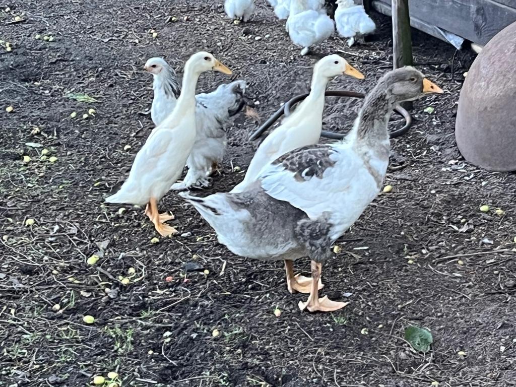 Jonge witte Loopeend en jonge boerengans, Animaux & Accessoires, Sexe inconnu, Canard