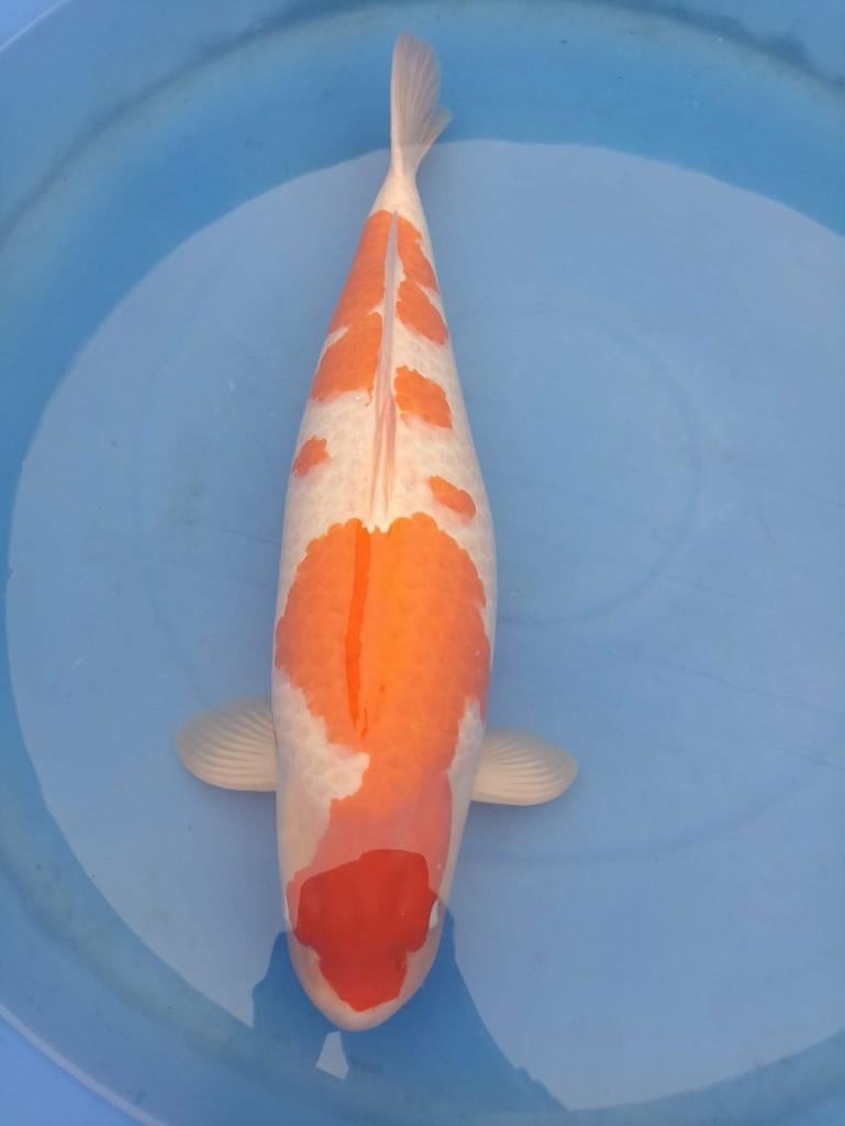 Japanse koi, Carpe ou Koï