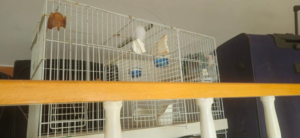 Cage d accouplement pour chardonneret ou canaris, Dieren en Toebehoren, Vogels | Hokken en Kooien, Ophalen